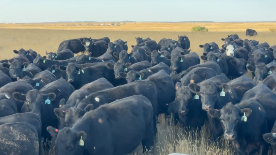 March calvers, first cycle, hand-pick your load out of 500 head. 925-1000 lbs.- BH1006C5